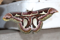 Rothschildia jacobaeae