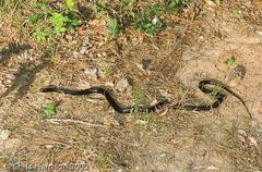 Masticophis flagellum flagellum