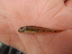 Ctenogobius boleosoma