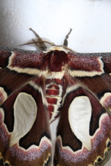 Rothschildia jacobaeae