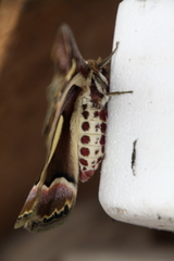Rothschildia jacobaeae