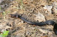 Masticophis flagellum flagellum