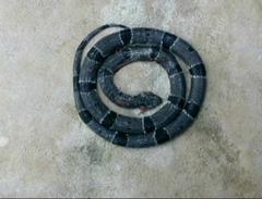 Lampropeltis alterna