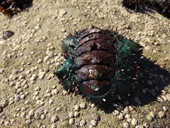 Acanthopleura echinata