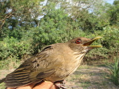 Turdus grayi