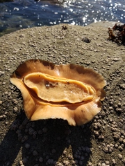 Acanthopleura echinata