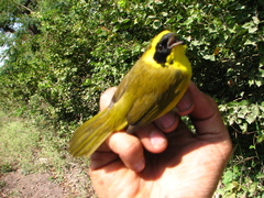 Geothlypis flavovelata