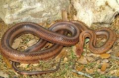 Pantherophis bairdi