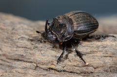 Copris elphenor