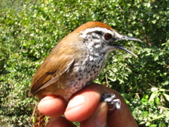 Pheugopedius maculipectus