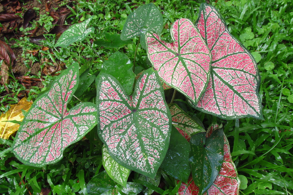 Caladium bicolor
