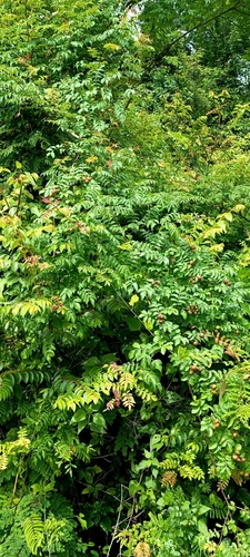 Harrisonia perforata observed 2023-06-16