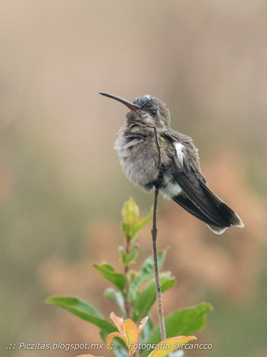 Dusky Hummingbird