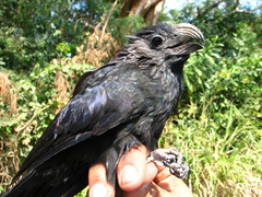 Crotophaga sulcirostris