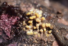 Heteropora pacifica