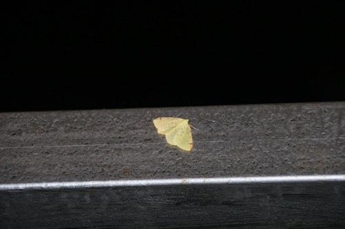 Listnatka hlohová (Opisthograptis luteolata)