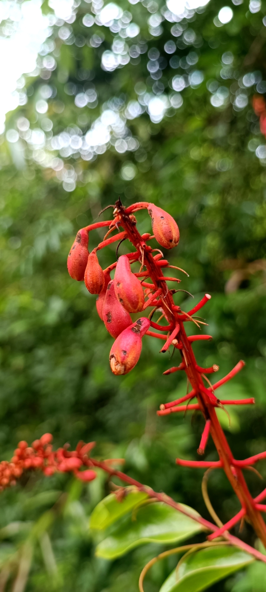 Phanera cardinalis — ảnh 3