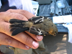 Sporophila morelleti