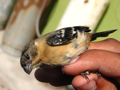 Sporophila morelleti