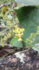 Oncidium adelaidae