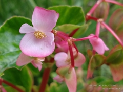 Begonia cucullata