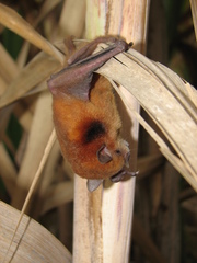 Sturnira parvidens