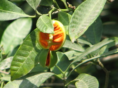 Tabernaemontana alba