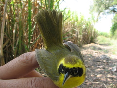 Geothlypis flavovelata