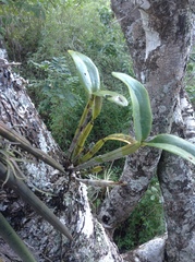 Guarianthe aurantiaca