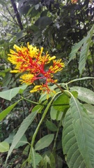 Palicourea guianensis