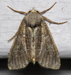 Fishia illocata