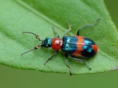 Red and Blue Beetle