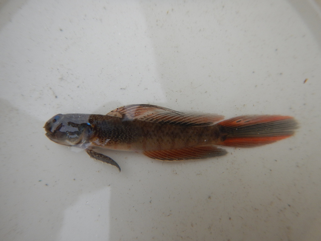 Lyre Gobies