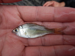 Eucinostomus harengulus
