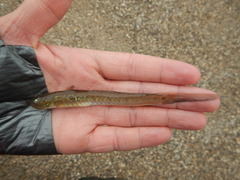 Gobionellus oceanicus