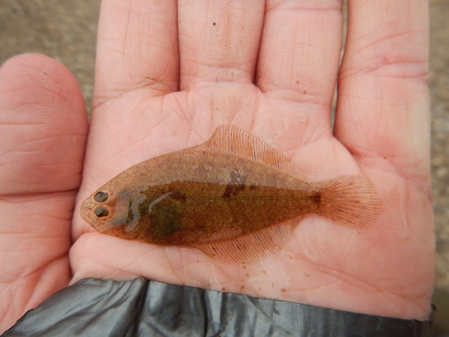 Bay whiff (Citharichthys spilopterus) — Paralichthyidae — 4