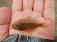 Citharichthys spilopterus