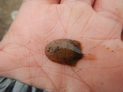 Trinectes maculatus
