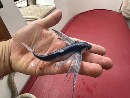 Blue flying fish (Exocoetus volitans) — Exocoetidae
