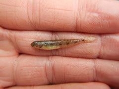 Ctenogobius boleosoma