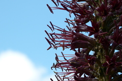 Agave schidigera