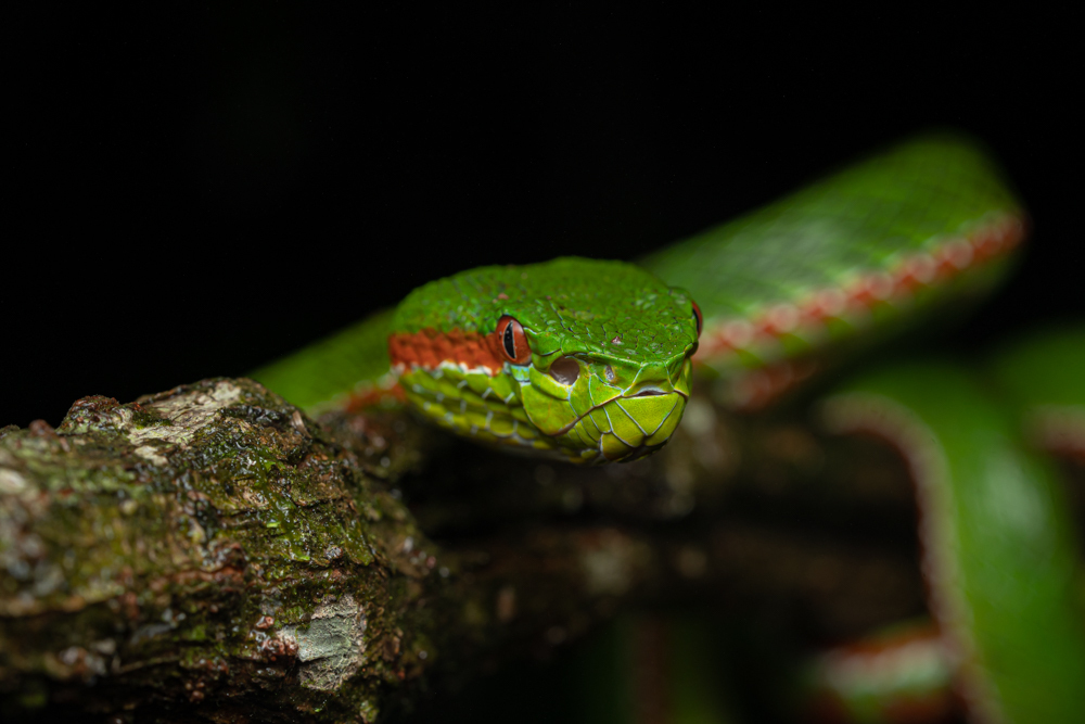 Tenasserim Green Pitviper