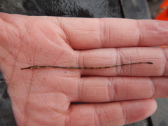 Syngnathus louisianae