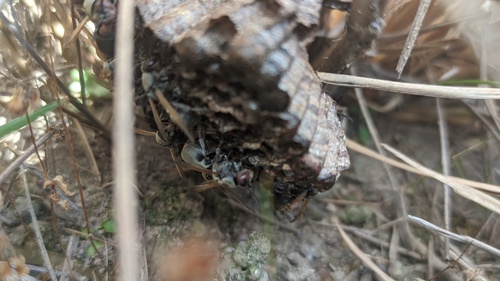Ropalidia cincinnata