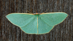 Chlorocoma melocrossa