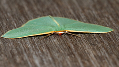 Chlorocoma melocrossa