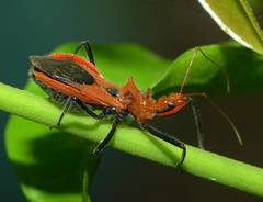 Gminatus wallengreni