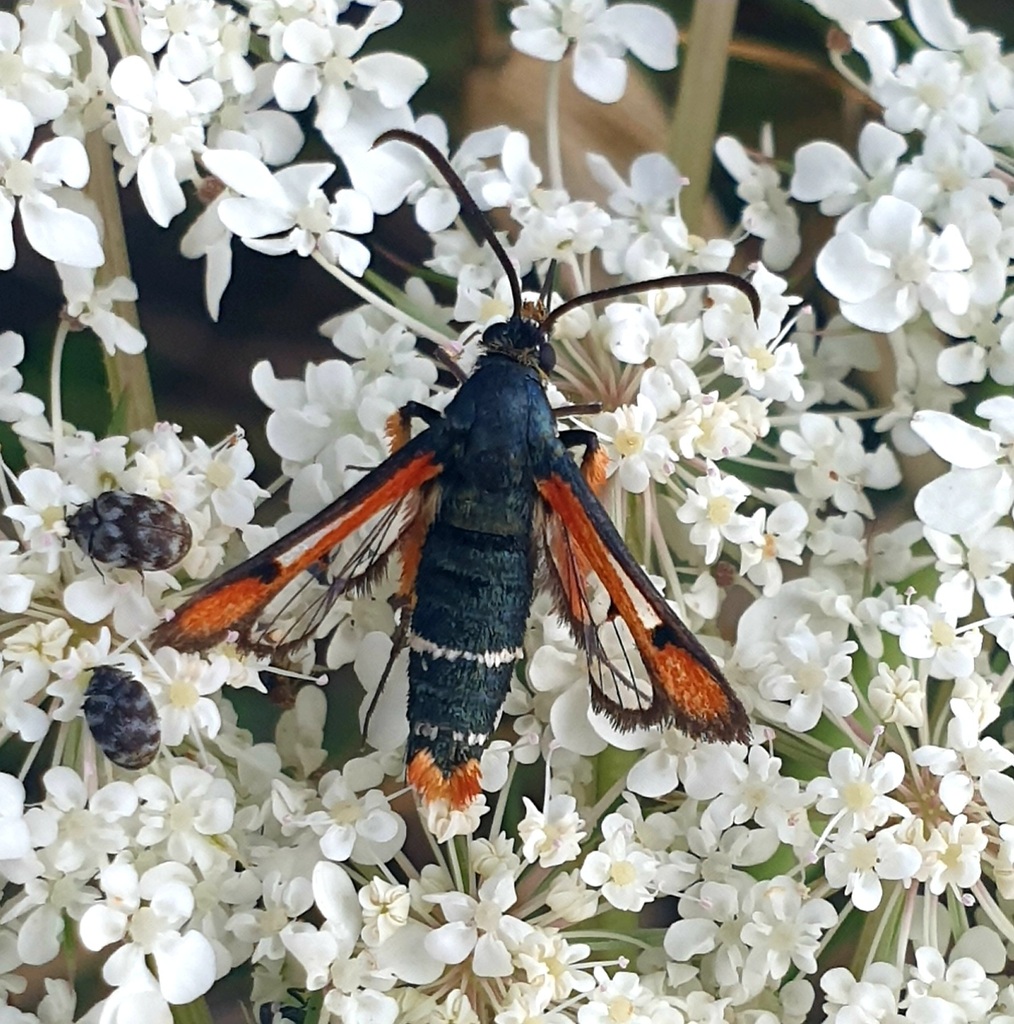 Fiery Clearwing