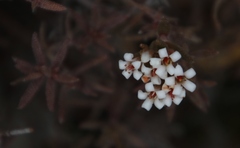 Crassula pruinosa