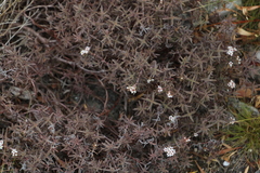 Crassula pruinosa